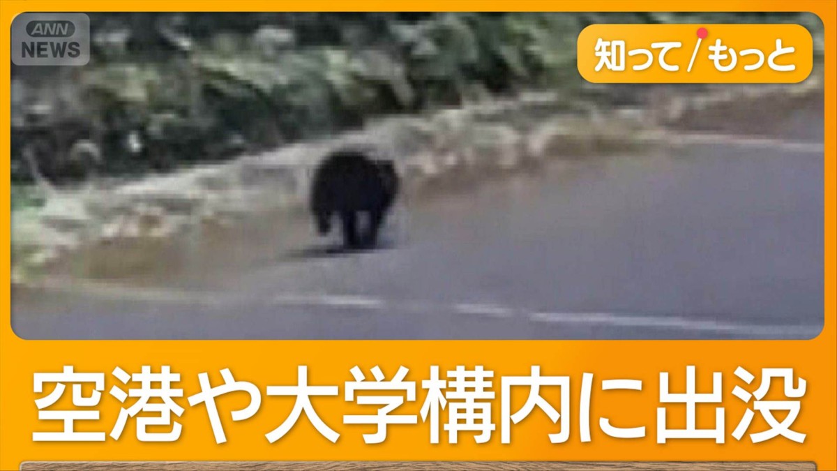 空港にクマ居座り遅延、猟友会の80代けが　政府は元自衛官、警察OBをハンター育成へ