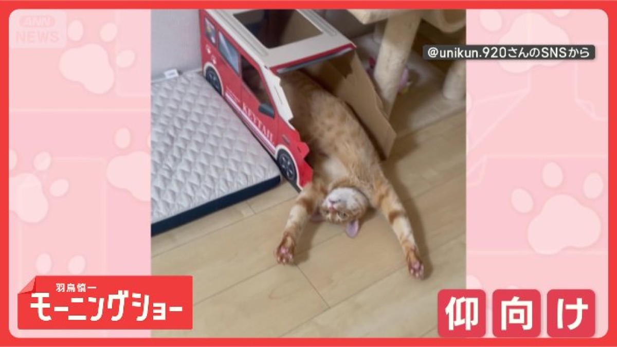 豪快！　“仰向けでバンザイ”するネコちゃん　これがリラックスするんだニャン？