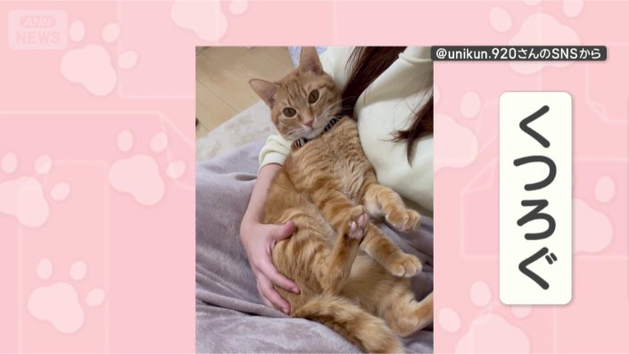 飼い主さんの膝の上で