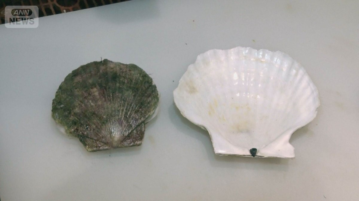 ホタテがピンチ　陸奥湾は水温高く稚貝大量死　小粒化で料理店は仕入れ先転々