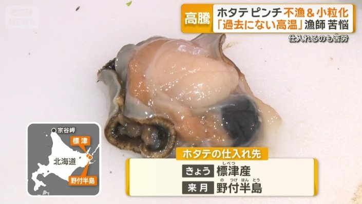 少しでも大きなホタテ仕入れへ