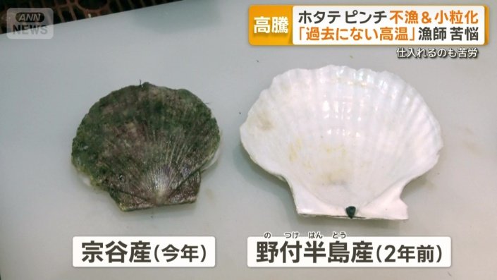 今年の宗谷産と2年前の野付半島産ホタテ