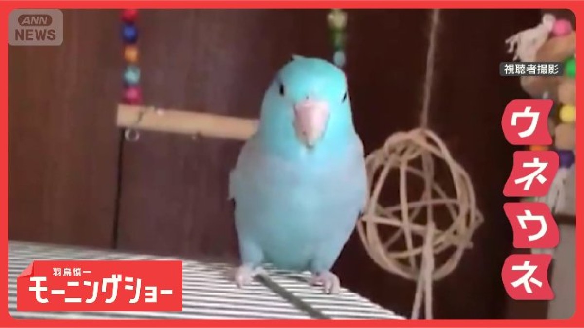 首ウネウネしながらダンシング! インコさん“踊る”驚きのワケ