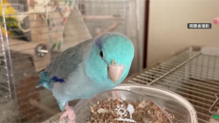 ご飯を食べるインコさん