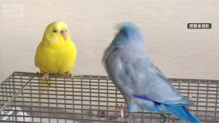 隣のインコもキョトン顔