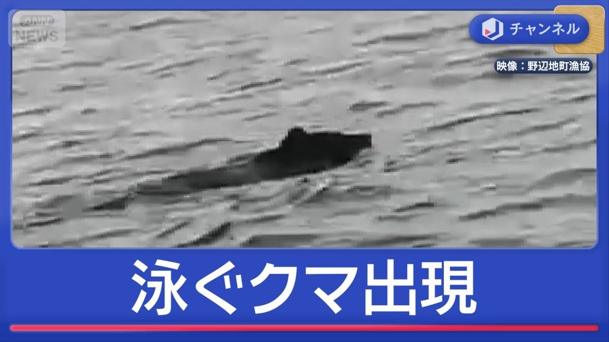 海を泳ぐクマ 車めがけ衝突も 絶景紅葉シーズンの観光地 安全対策は