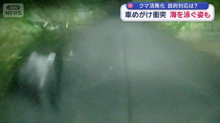 飛び出してきたクマ