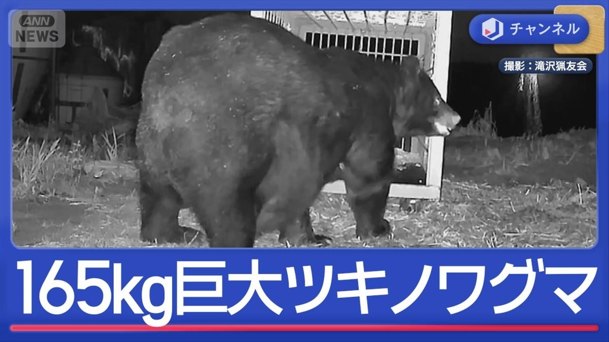 クマ対策の最前線　高い学習能力との攻防戦