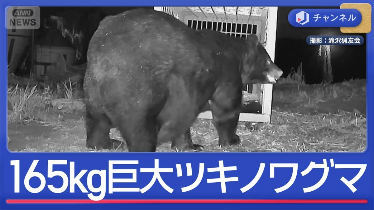 クマ対策の最前線 高い学習能力との攻防戦