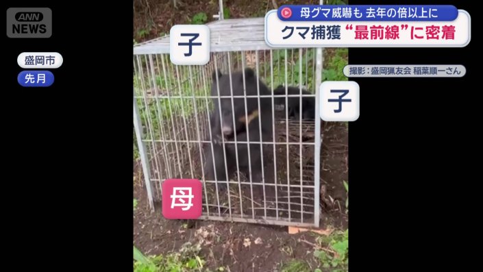 わなにかかった親子のクマ３頭