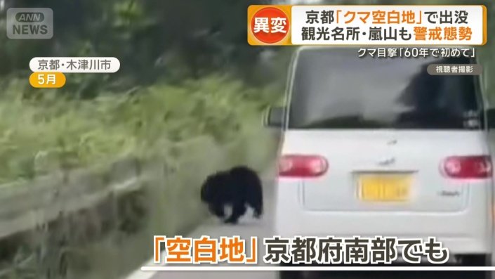 車道から茂みに走りこむクマ