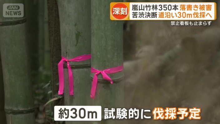 約30メートルを試験的に伐採予定