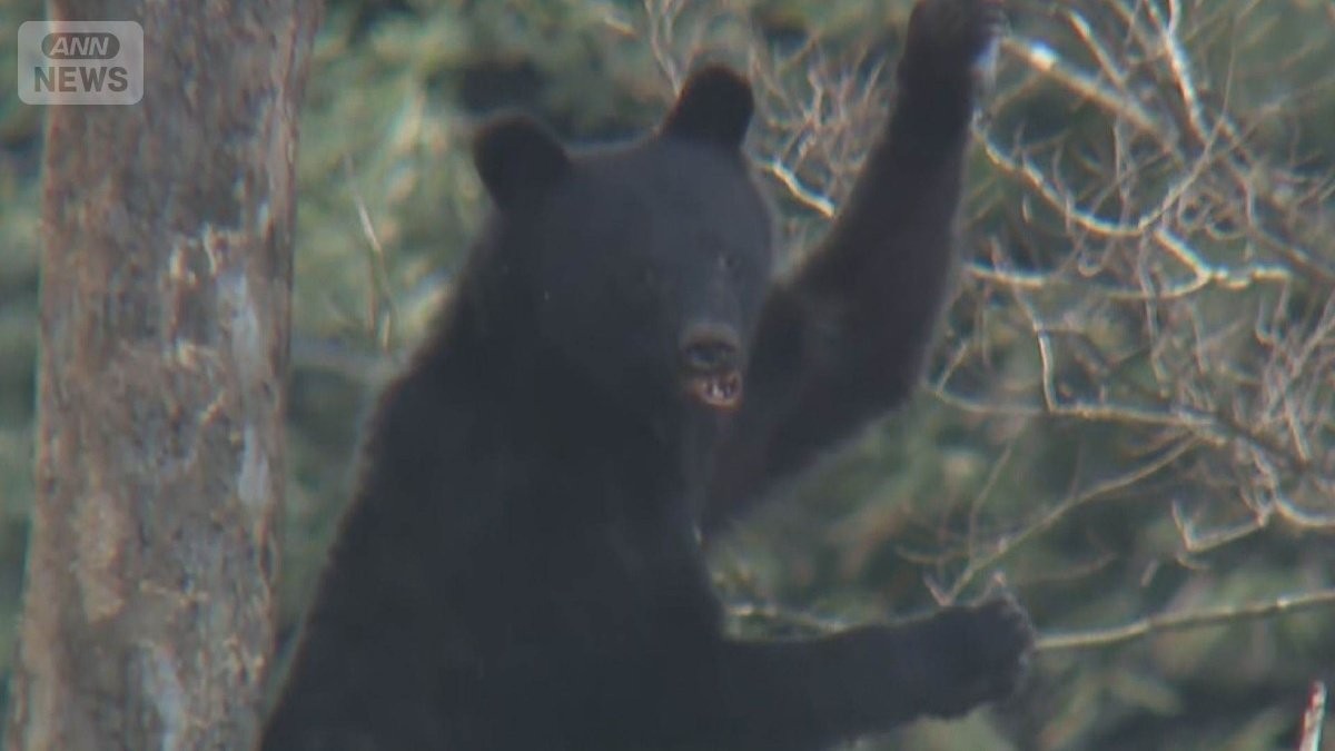 クマが柿の木登り大暴れ “食への執念”?冬眠遅く12月も出没か
