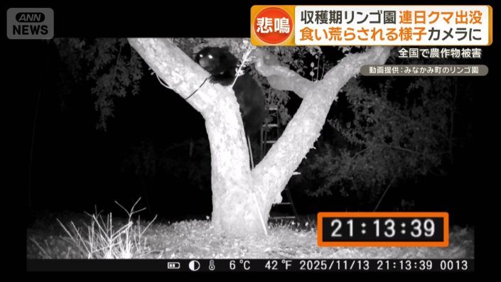 リンゴの木に登る様子