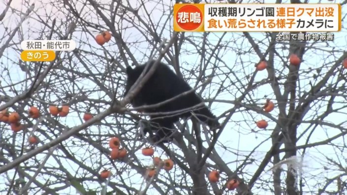 柿を食べているクマ