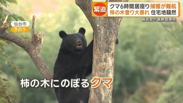 柿の木に登るクマ
