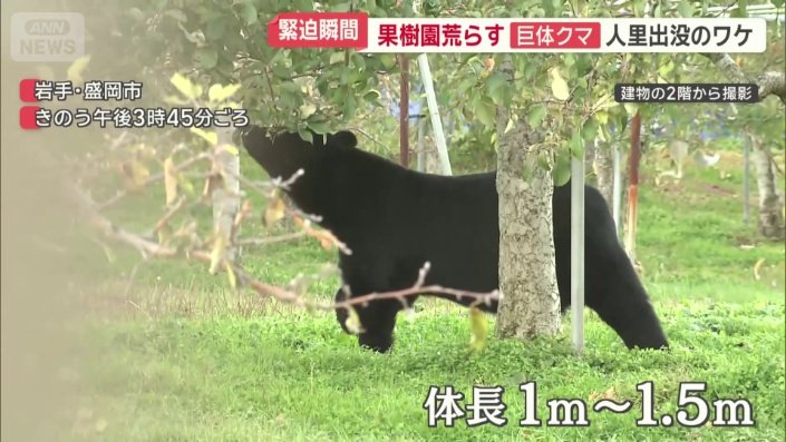 果樹園に巨体クマ