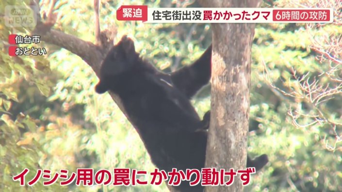 住宅地のカキの木