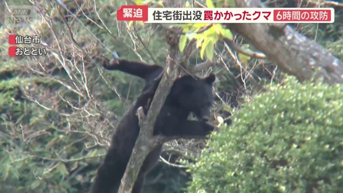 力づくでわなから逃れようとするクマ