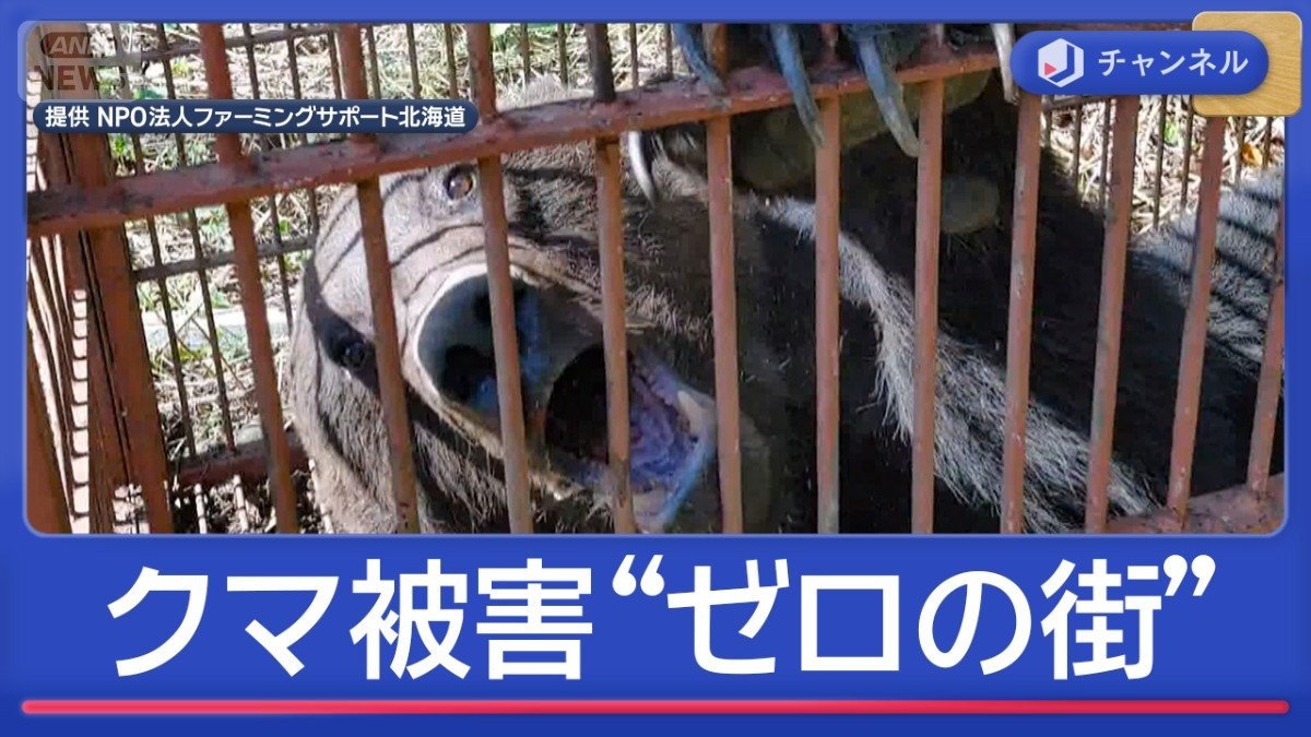 柿の木に半日“居座り”クマ 原田式ゾーニングで「人身被害ゼロの街」も