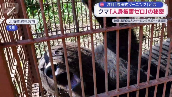 緩衝地帯に設置した箱わなにヒグマ