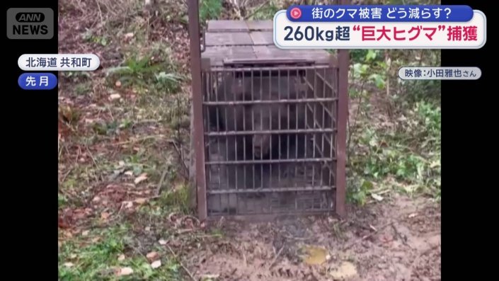 260kg超“巨大ヒグマ”捕獲