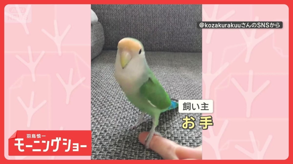 芸達者インコさん 上手に“お手” 首をグーッとドヤ顔! 指にチョコンする理由は?