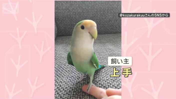 お手が上手なインコさん