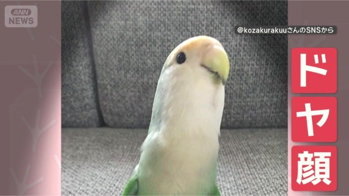 上手にできて得意げ