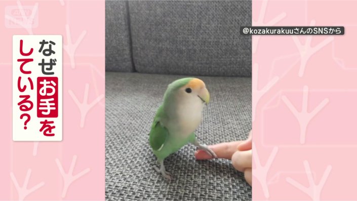 お手をするのはなぜ?