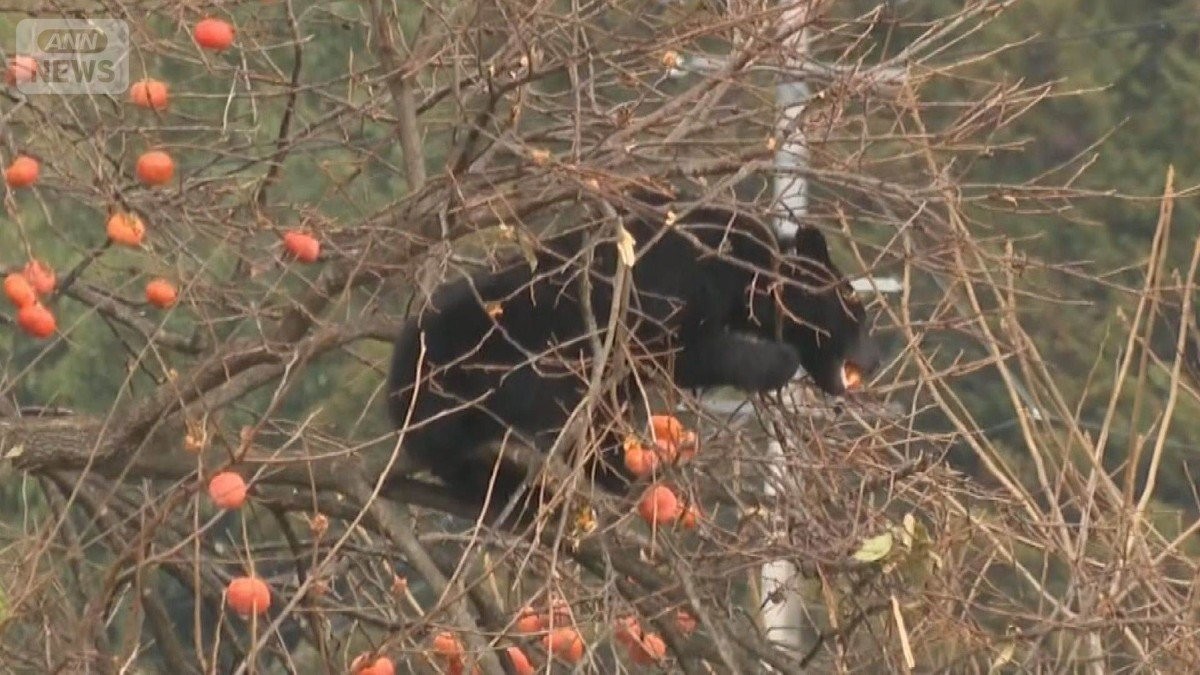 クマを引き寄せる『柿』対策は…クマ被害“過去最悪”ペースに