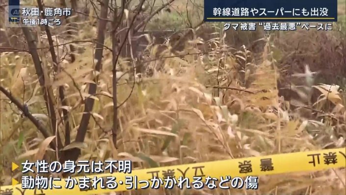 クマに襲われた可能性がある女性の遺体