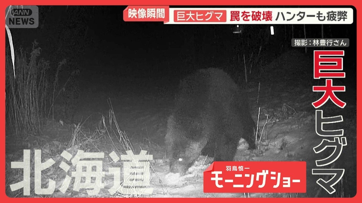 脅威のパワー…巨大ヒグマの異様行動 300kg超わな破壊 度重なる出動でハンター疲弊