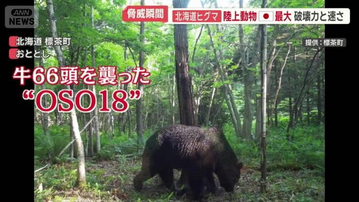 ウシ66頭を襲ったヒグマ「OSO18」
