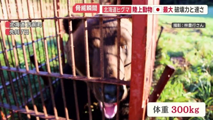 先月、捕獲されたものは体重300キロ