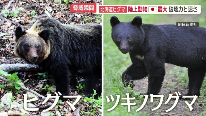 ヒグマとツキノワグマ