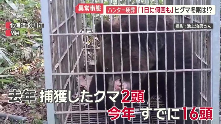 去年捕獲したクマは2頭、今年はすでに16頭
