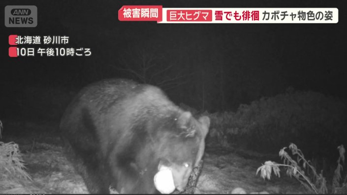 農園に現れたヒグマ