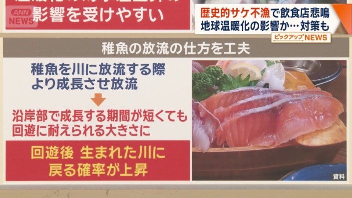 稚魚の放流の仕方を工夫