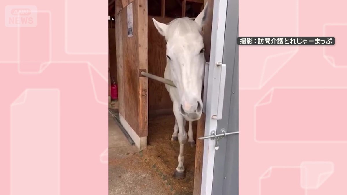 厩舎でくつろぐ