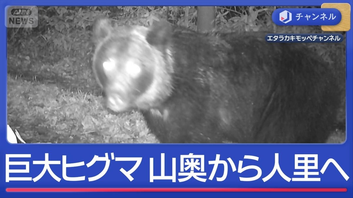 カメラで判明“巨大ヒグマ”行動範囲が山奥から人里へ