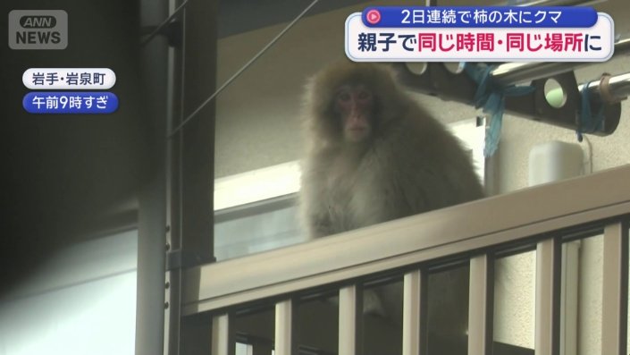 サルが住宅のベランダに侵入
