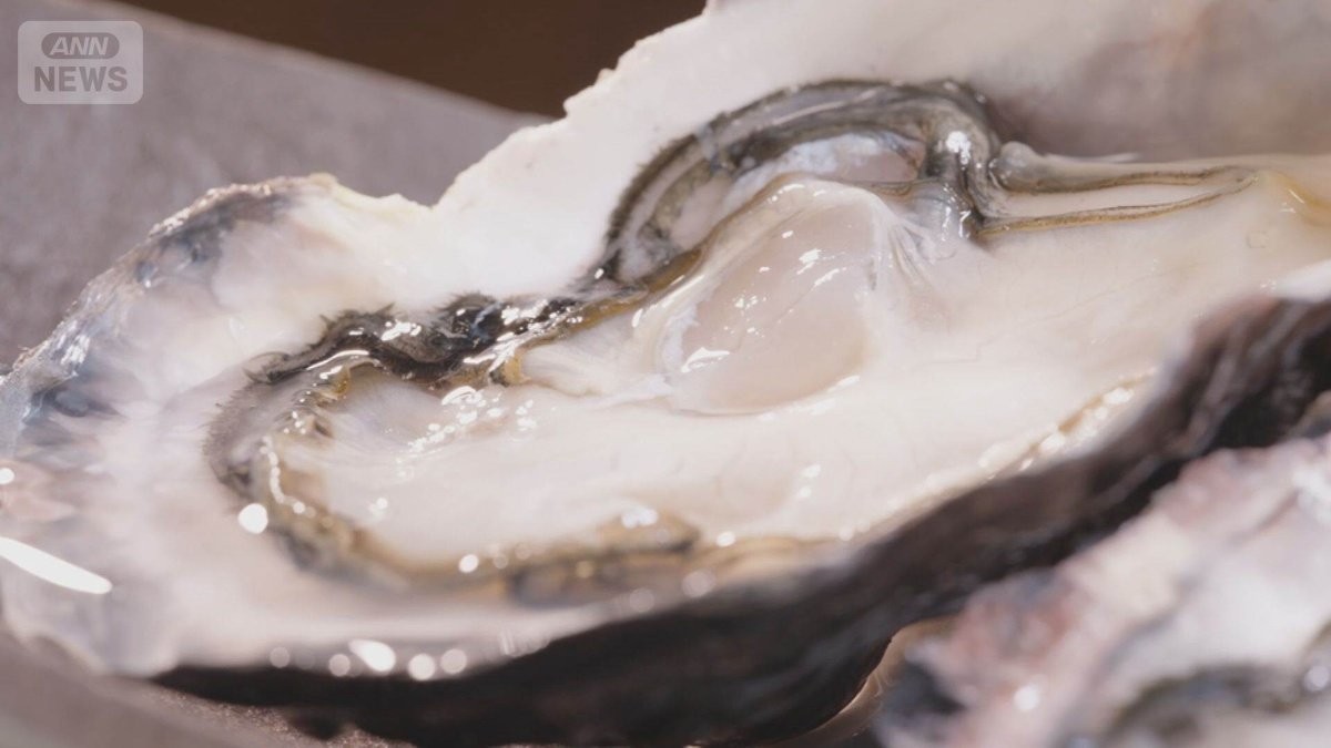 養殖カキが大量死…量不足でお歳暮出荷が絶望的に　原因は海水の温度と塩分濃度