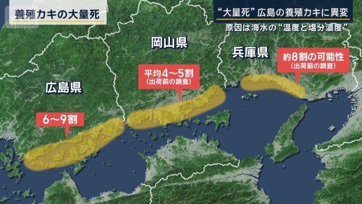 養殖カキの大量死