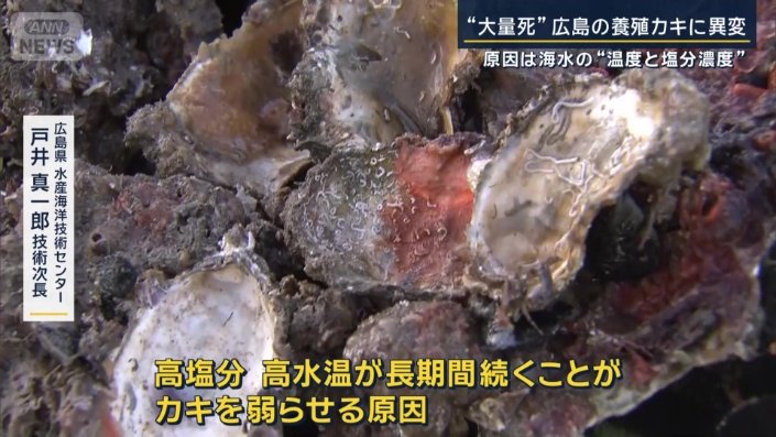 広島県水産海洋技術センター　戸井真一郎技術次長