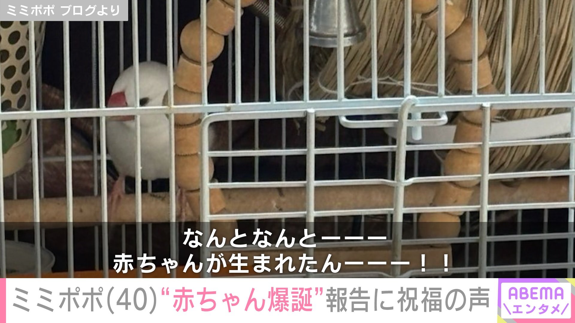 【写真・画像】34歳で余命宣告を受けたミミポポ(40)「おめでとうございます」「一気に大家族だね」“ブンチョウの赤ちゃん爆誕”報告にファン祝福 2枚目