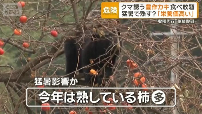 猛暑の影響か熟している柿が多い