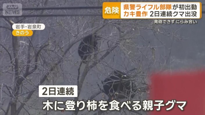 2日連続、木に登り柿を食べる親子グマ