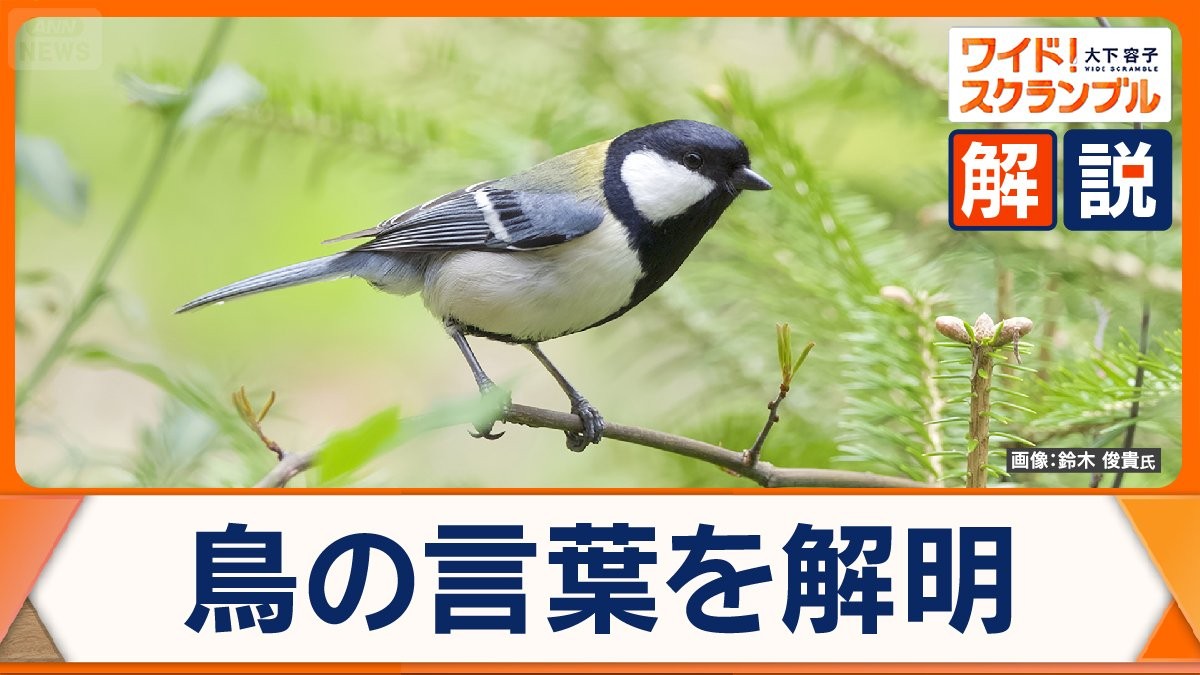 鳥の言葉を解明「集まれ」「ヘビだ」の鳴き声とは? だまして餌を得る例も… 世界が注目する動物言語学者の研究