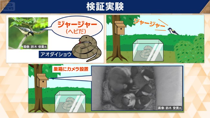 シジュウカラは、周囲に危険を知らせた